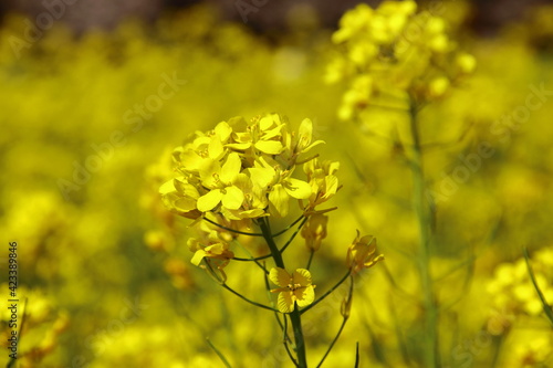 菜の花
