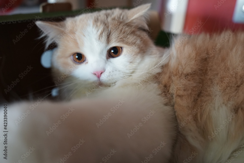 Playful British Longhair Cat.