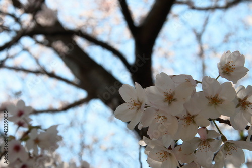 桜