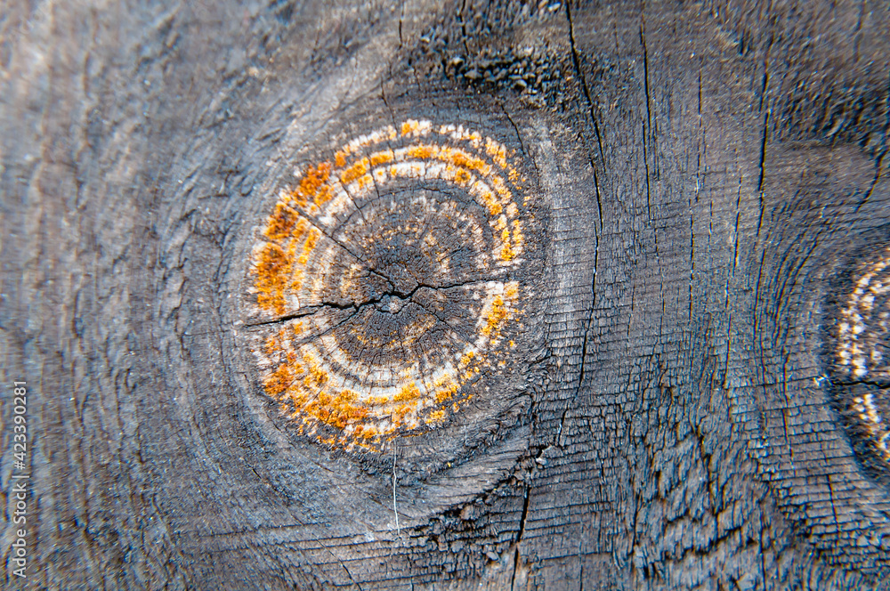 London, United Kingdom, March, 06, 2021: Wood knot in a fence closeup
