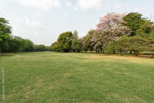 Beautiful landscape in the park and green grass field.