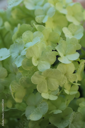 Grüne Hortensien im Frühling Makro sonnige Details