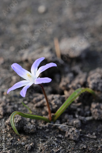 Makroaufnahme einer kleinen violette Blume Frühling Detail Garten