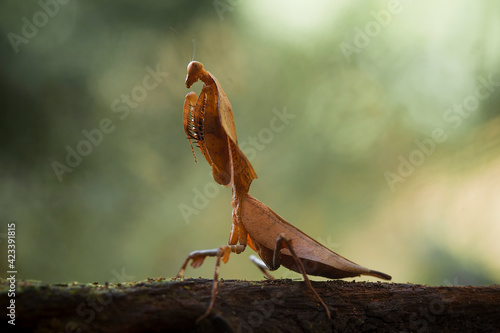 deroplatys truncata and deroplatys lobata in nature photo