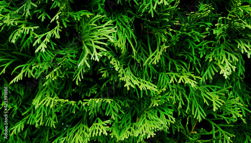 Green plants on dark background. Natural texture