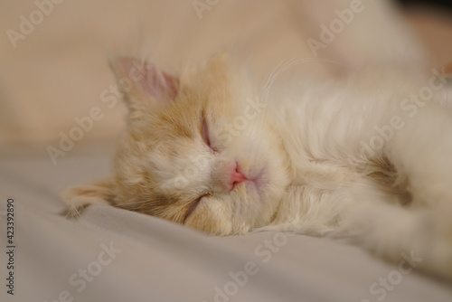 'Come sleep with me!' - Adorable British Long Hair Kitten.
