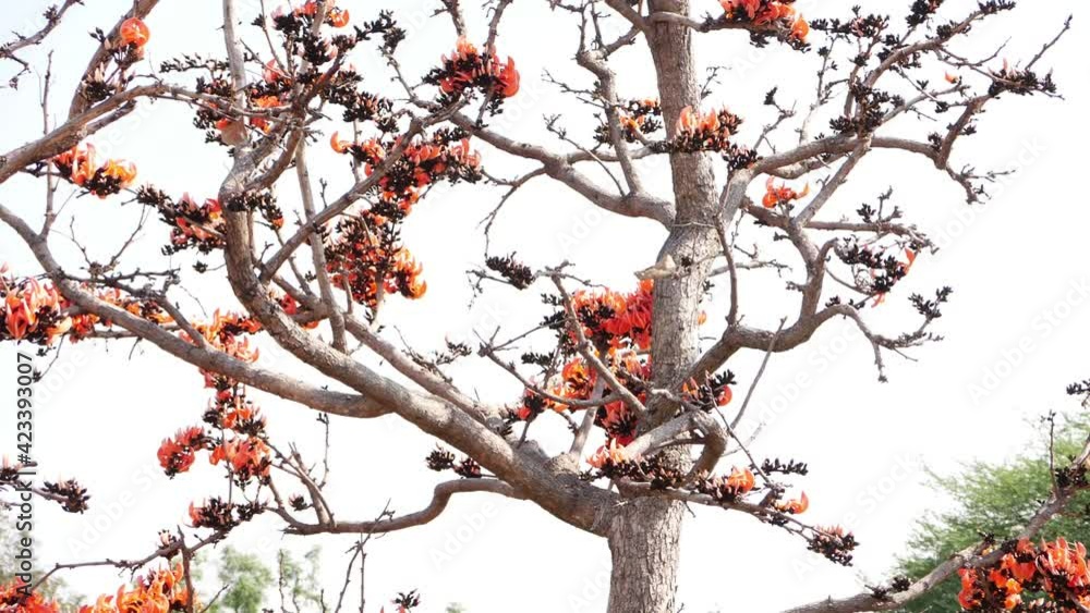 Close shot of Bombax ceiba tree flowers, Flowers on Bombax ceiba Close shot of Bombax ceiba tree flowers, Flowers on Bombax ceiba