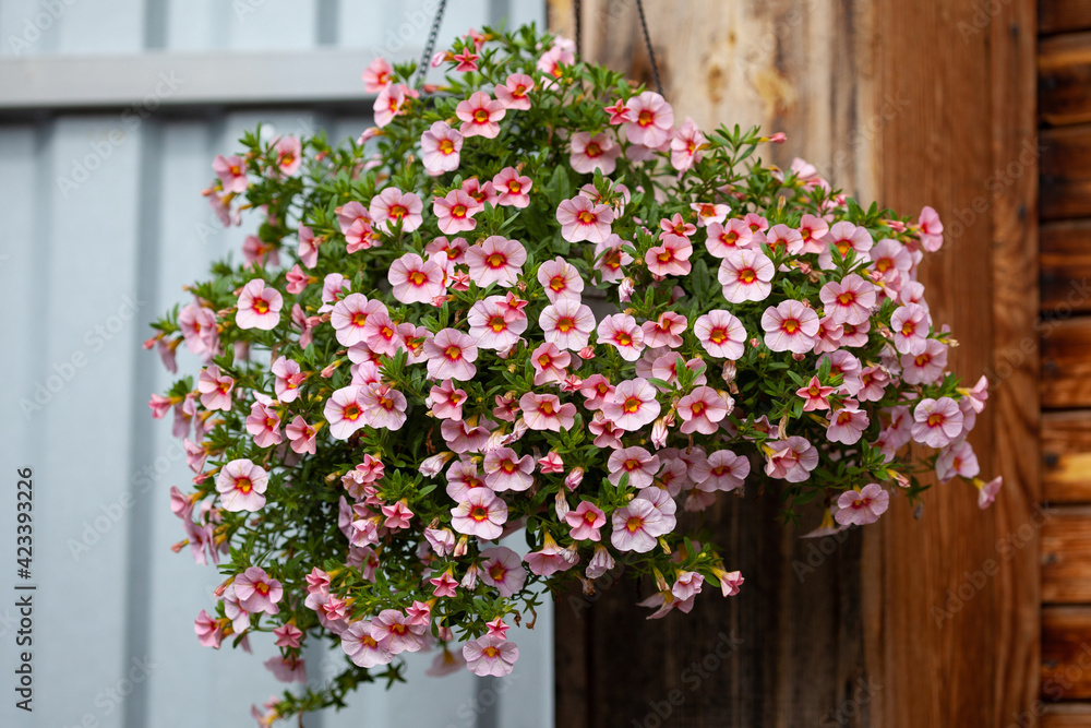 a gorgeous calibrachoa bush in a hanging basket. Pink flowers with red and yellow throat