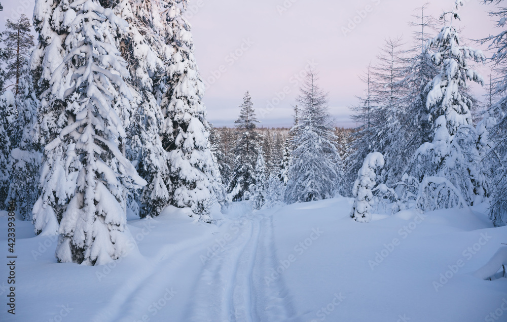 Winter forest located in countryside in daytime Winter forest located in countryside in daytime