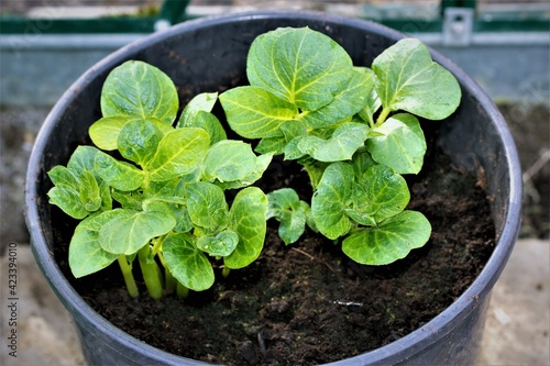 Sharpes Express early potatoes growing in a black bucket. photo