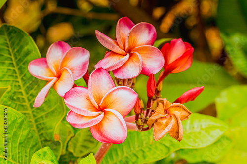 Pink Plumeria on Plumeria leaves background