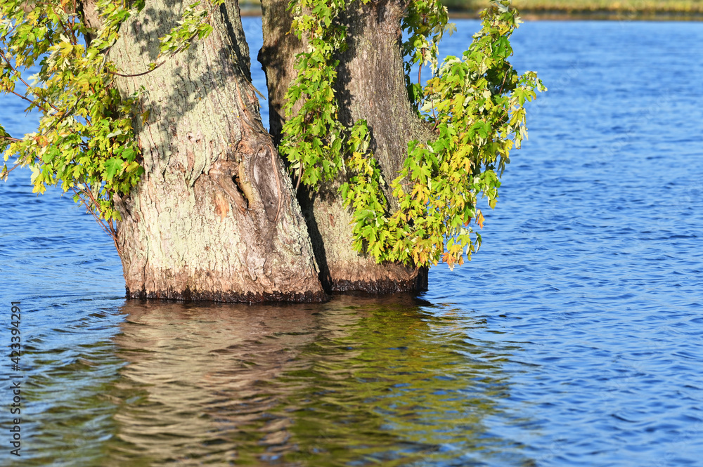 Flooded Trees Flooded Trees