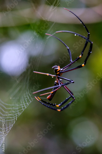 spider on web