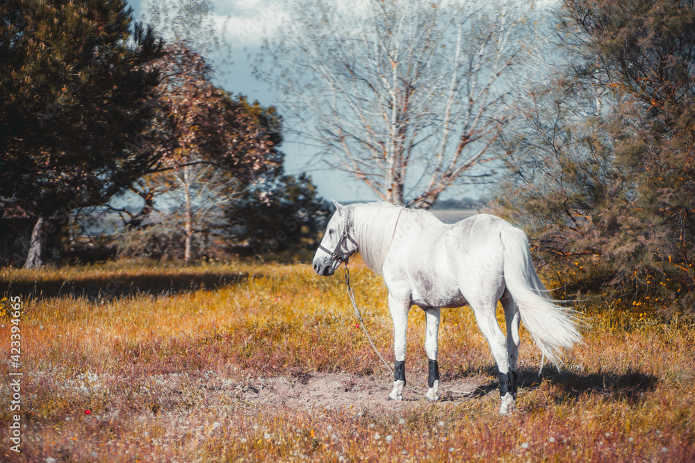 View of a dazzling white horse grazing on the meadow lit by a warm daylight sun surrounded by trees and native grasses, with a copy space place on the left View of a dazzling white horse grazing on the meadow lit by a warm daylight sun surrounded by trees and native grasses, with a copy space place on the left