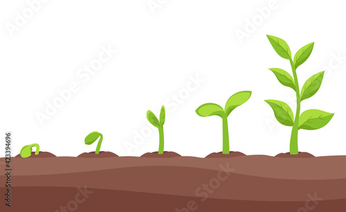 Saplings, Sprouts Growth Stages Vector Drawings Set.
