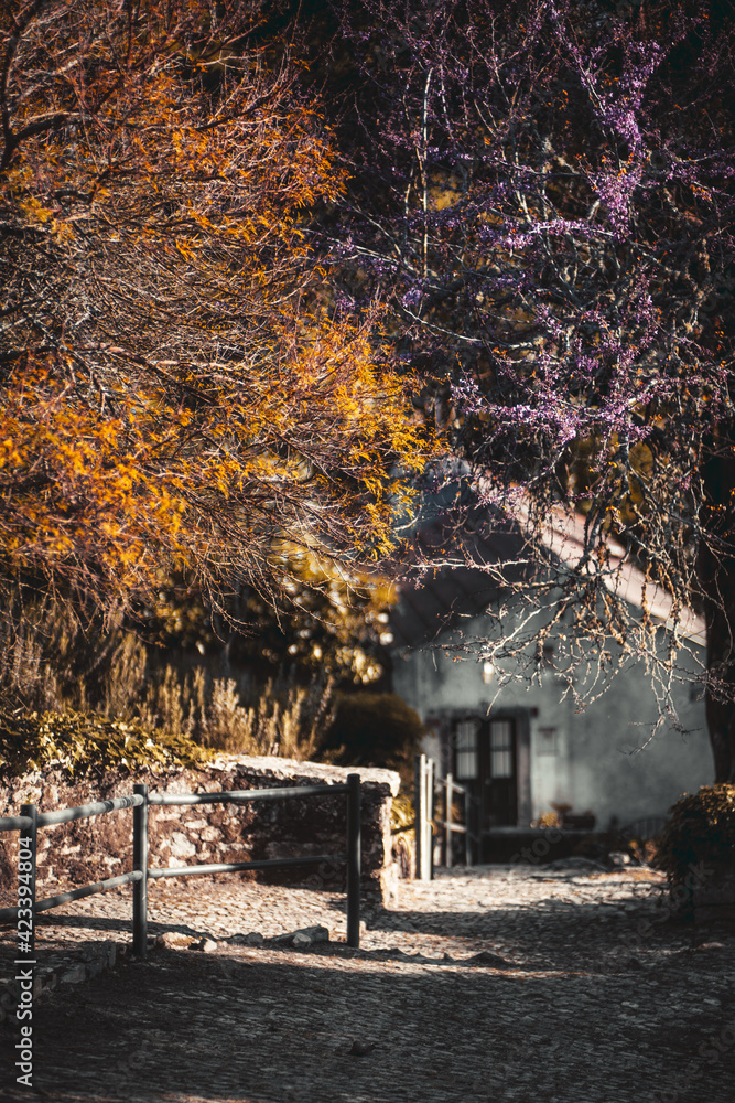 A vertical view of a cozy rural springtime street with a paving-stone and fencing, with a selective focus on a blossoming with purple flowers partly bare tree; an old house with a triangle roof behind