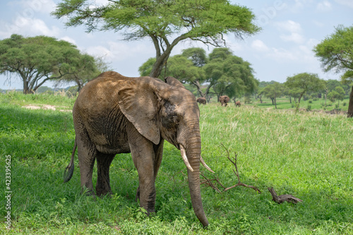 Juvenile elephant in Tarangire National Park, Tanzania