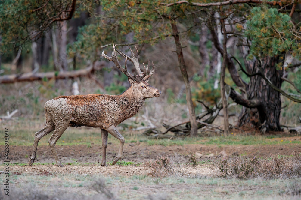 Obraz Red deer (Cervus elaphus) stag showing dominant behaviour in the rutting season on a heath field in the forest of National Park Hoge Veluwe in the Netherlands
