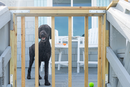 Dog standing behing a gate on a patio deck in summer