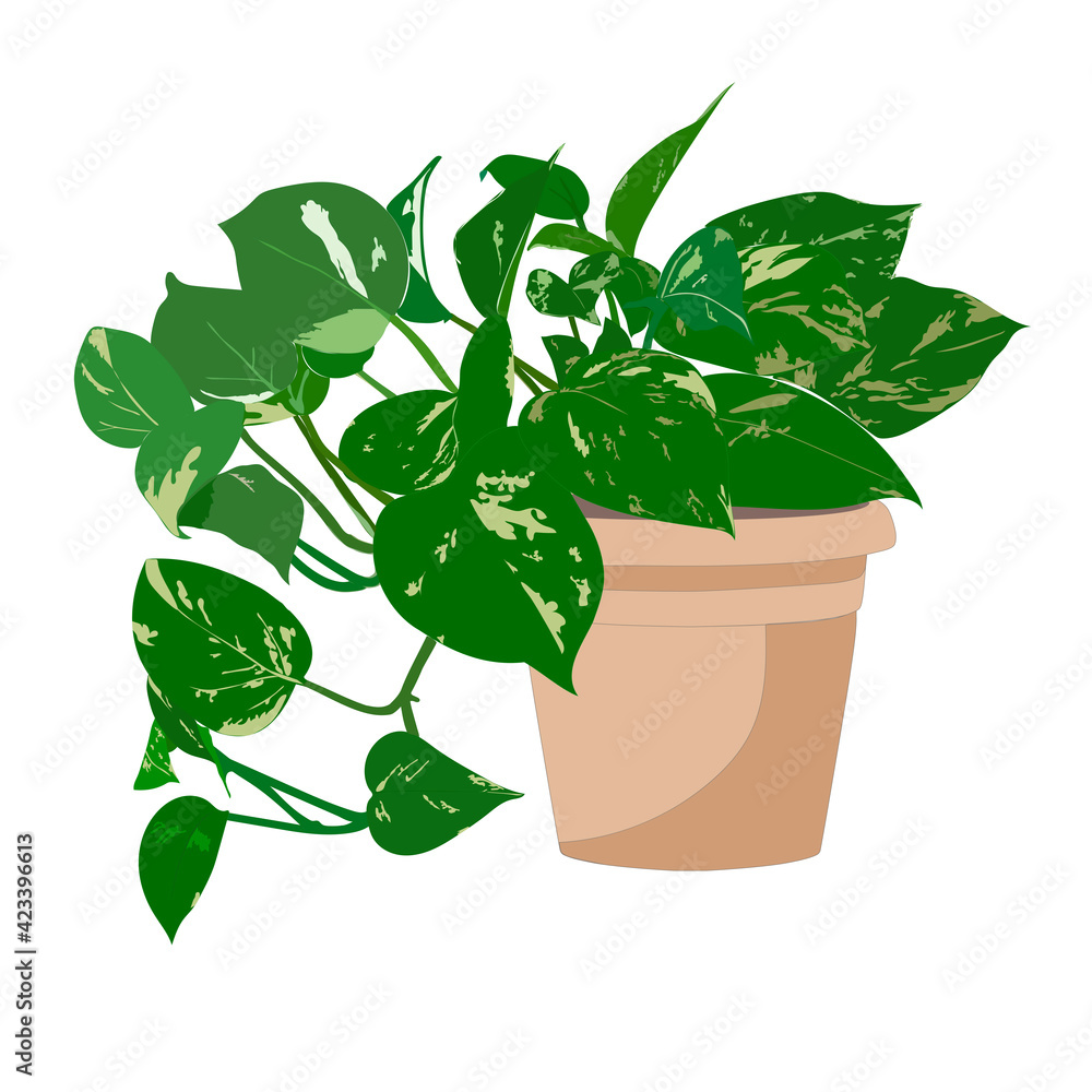Scindapsus Liana on a white background Scindapsus Liana on a white background
