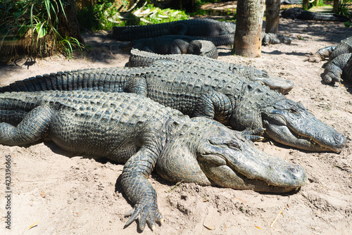 Alligators on sandy beach laying in sun