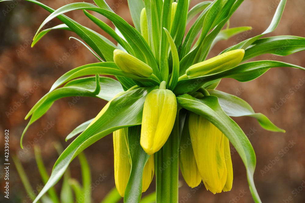 Obraz premium Fritillaria (fritillaries) beautiful flower from Asia in yellow color growth in the garden in spring and summer season.