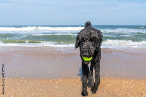 Black poodle dog on beach with ball in mouth