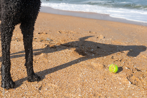 Dog playing with a ball on a sandy beach