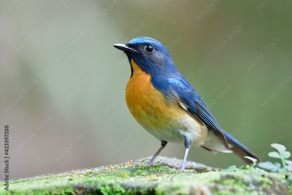 beautiful blue head to wings and back with orange chest perching on mossy rock over fine blur green background, Chinese blue flycatcher
