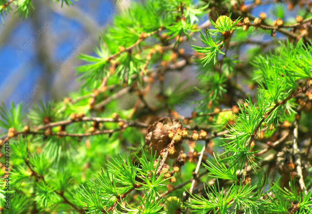 Beautiful pine tree in spring season with blue sky and sun light. Beautiful pine tree in spring season with blue sky and sun light.