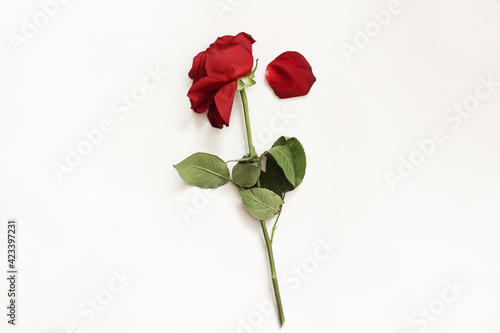 A limp rose lies on a white background. Faded flowers.