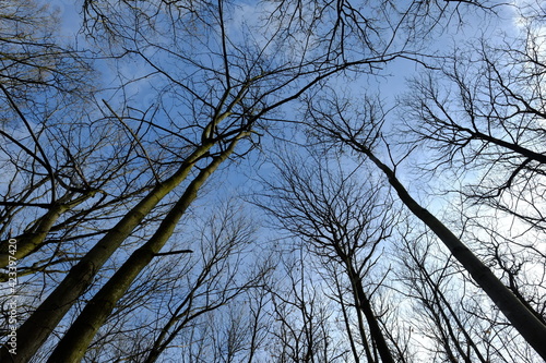 A view of some trees without leaves at the beginning of the spring. Paris, France. photo