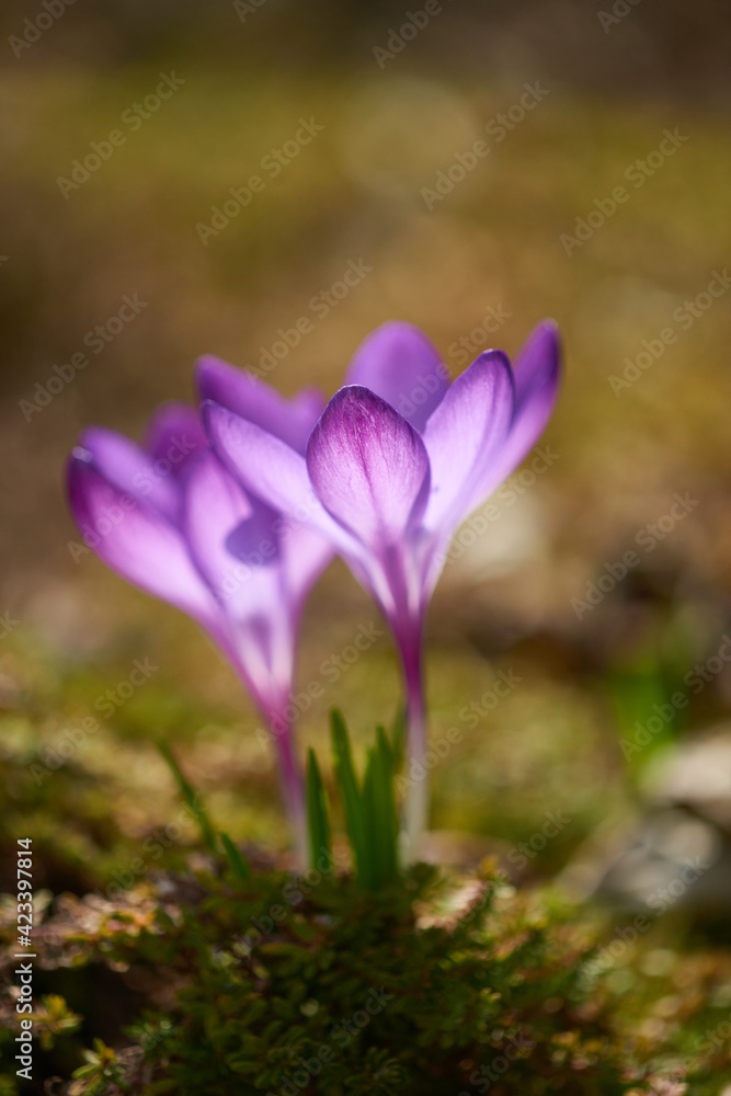 Krokus in der Morgensonne Krokus in der Morgensonne