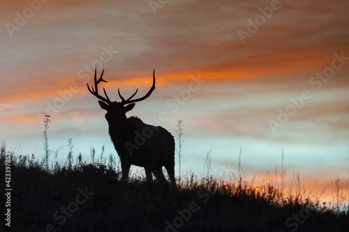 A silhouette of Bull Elk on Rocky mountain  Colorado during mating season.