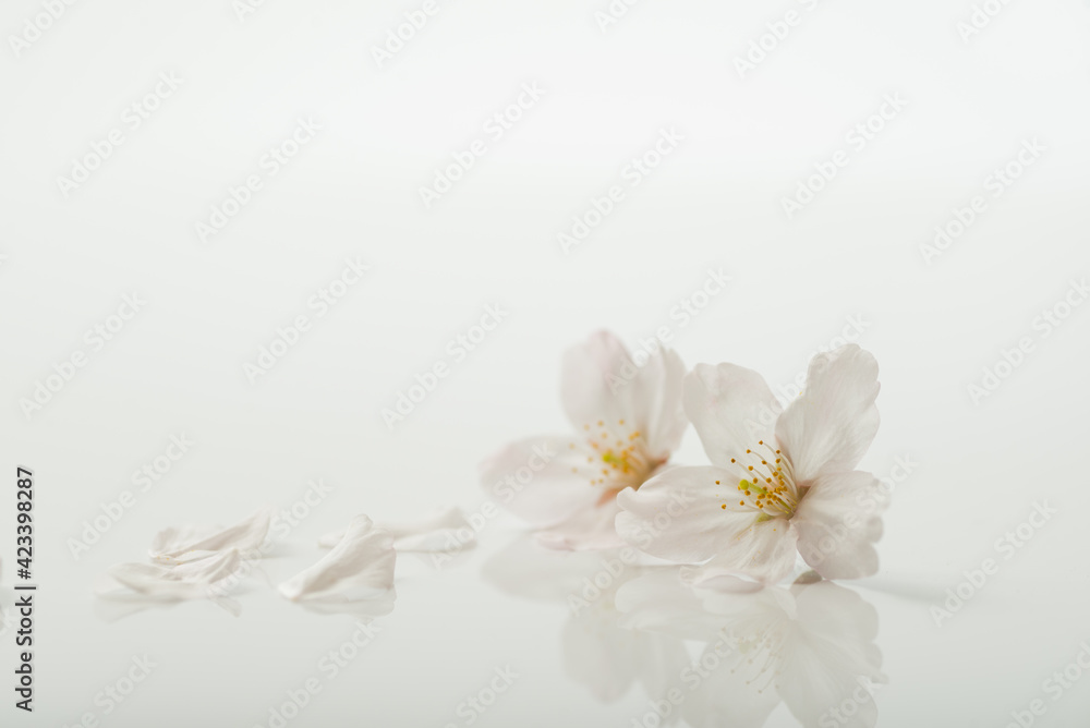 桜の花びら