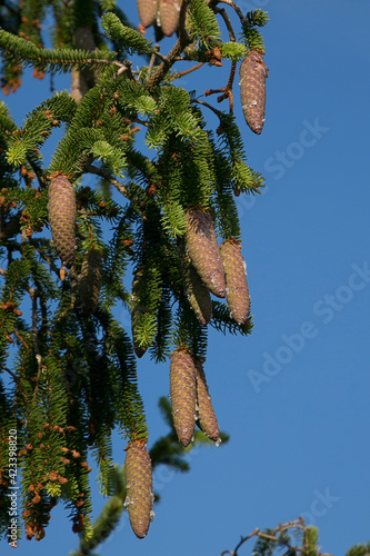 Vertical photo of fir cones hanging from branches on evergreen tree. Nature design