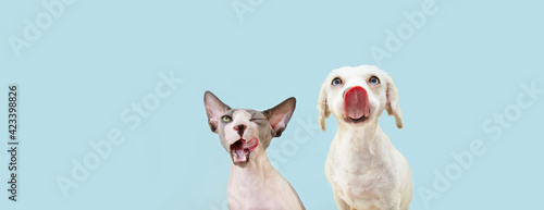 Banner two hingry hungry pets, sphynx cat and dog licking its lips. Isolated on blue pastel backgorund.