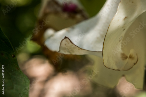 Detalle del pétalo blanco de una flor