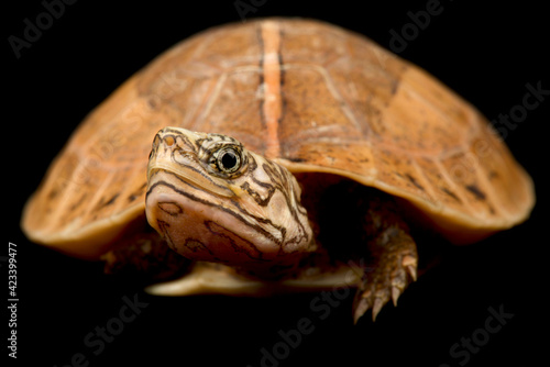 Central Vietnamese flowerback box turtle (Cuora bourreti )