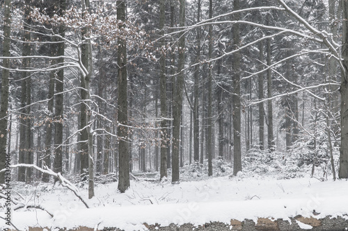 Fototapeta Naklejka Na Ścianę i Meble -  Drzewa w zimowym lesie stanowiące tło 
