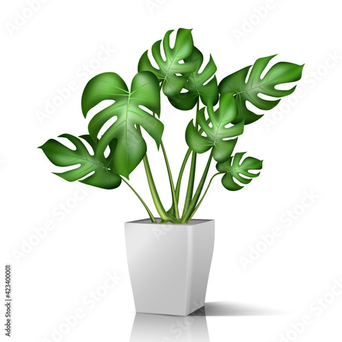 3d realistic vector floor house green plant in white pot. Isolated on white illustration icon.