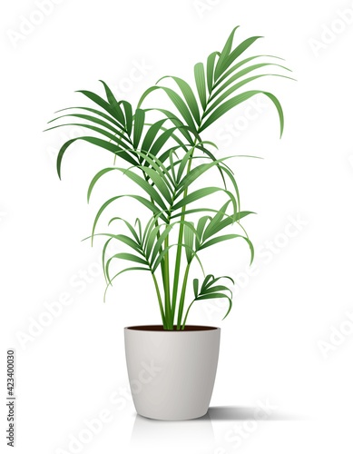 3d realistic vector floor house green plant  palm in white pot. Isolated on white illustration icon.