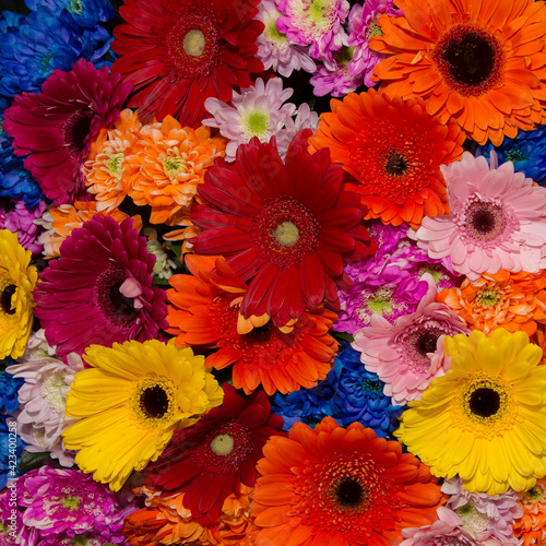 Square picture of large bouquet of red, pink, yellow, orange gerberas and chrysanthemums. Flower wall for background