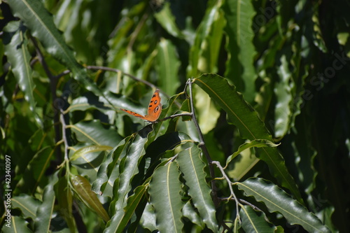 Beautiful orange butterfly on green leaf