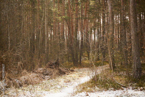 Fototapeta Naklejka Na Ścianę i Meble -  leśna zimowa ścieżka