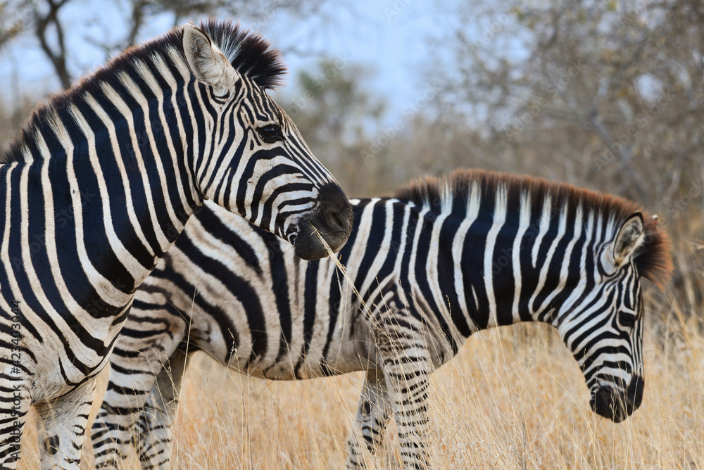 Fototapeta premium Burchell's zebras (Equus quagga burchellii) munching on some dry grass in the woodlands of Kruger National Park, South Africa