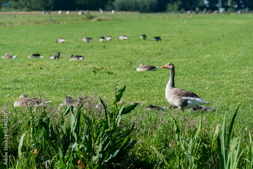 Alert grey goose in the meadow