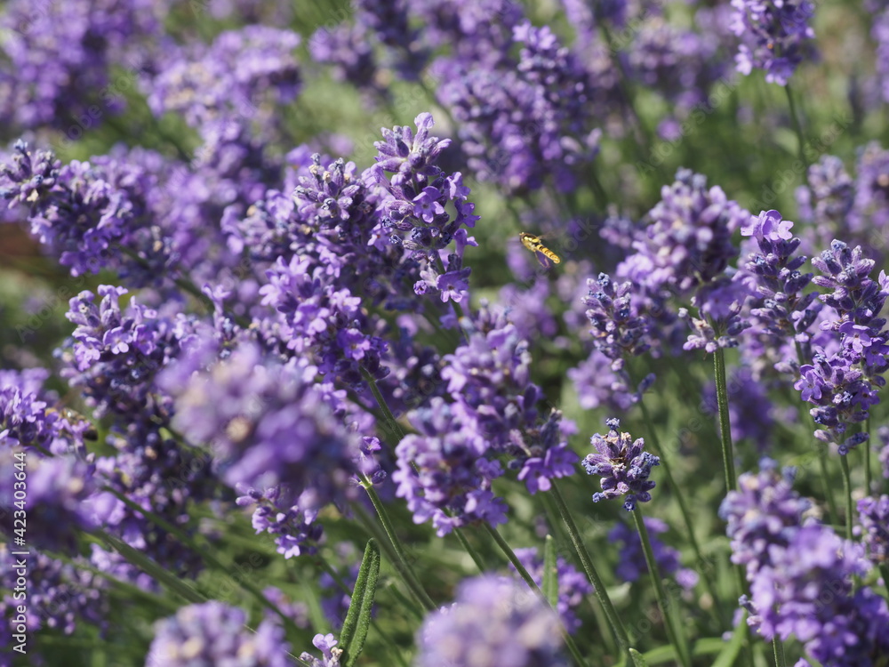 Eine Biene in Lavendelblüten Eine Biene in Lavendelblüten