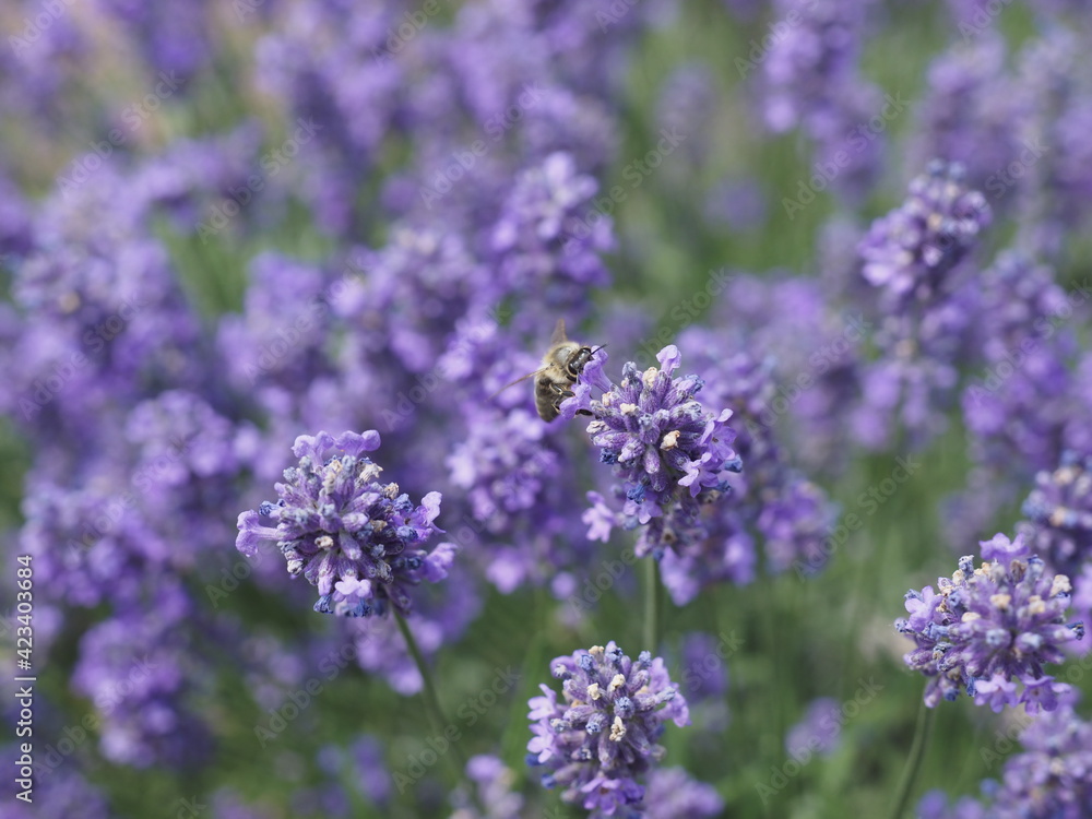 Eine Biene in Lavendelblüten Eine Biene in Lavendelblüten