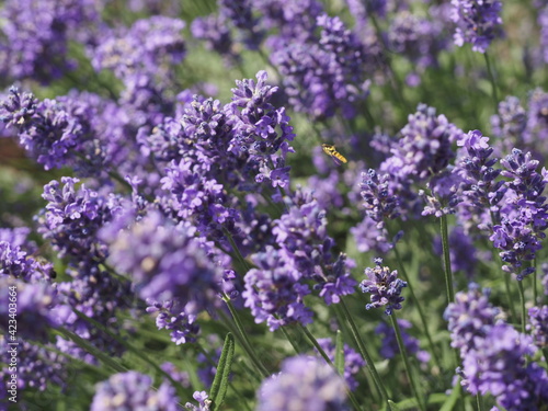 Eine Biene in Lavendelbl  ten